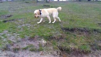 Строптивый мячик - смотреть видео (1:40)