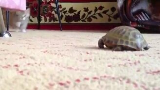 Котёнок против черепахи - смотреть видео (1:46)