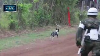 Самая удачливая собака - смотреть видео (0:30)