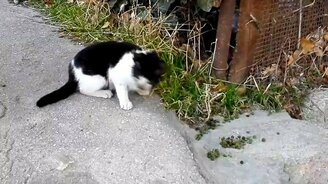 Спасения котёнка из банки - смотреть видео (1:03)