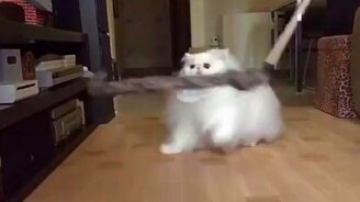 Белоснежный красивый кот - смотреть видео (1:12)