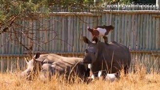 Носороги и козы прекрасно сожительствуют - смотреть видео (1:43)