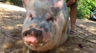 Забавный домашний свинтус - смотреть видео (0:34)