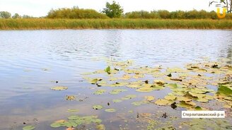 Пресноводные медузы - смотреть видео (3:15)