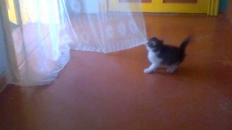 Котёнок против шторы - смотреть видео (0:52)
