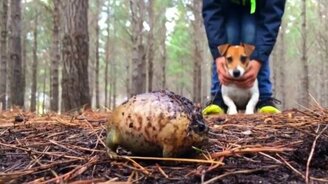 Кричащая жаба обороняется - смотреть видео (0:43)