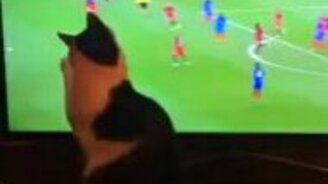 Шерстяной любитель футбола - смотреть видео (0:34)