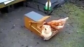 Автоматическая кормушка для кур - смотреть видео (0:56)