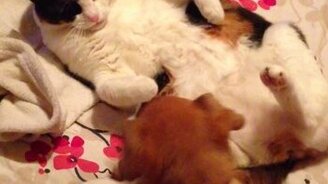 Щенок садится кошке на морду - смотреть видео (0:38)