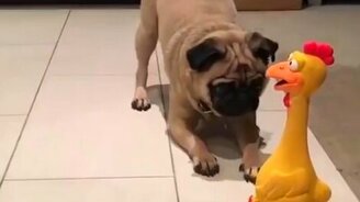 Мопс против игрушки-петуха - смотреть видео (0:40)