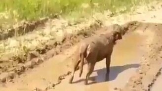 Собака-поросяка - смотреть видео (1:13)