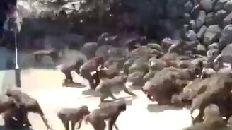 Обезьяны атакуют посёлок - смотреть видео (0:32)