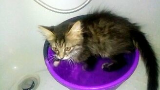 Котёнок в тазике - смотреть видео (2:09)