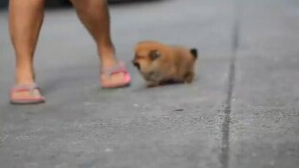 Очень трогательный щенок - смотреть видео (0:28)