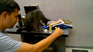 Кот хулиганит с хозяином - смотреть видео (0:43)