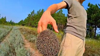 Как развернуть ежа - смотреть видео (1:08)