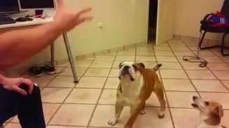 Коты против собак в прыжке - смотреть видео (0:26)