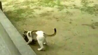 Обезьянка и котяра - смотреть видео (1:09)