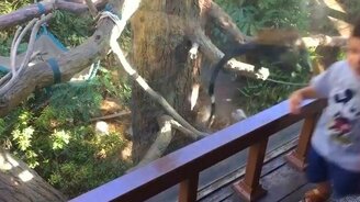 Обезьяна-ниндзя испугала мальчика - смотреть видео (0:23)