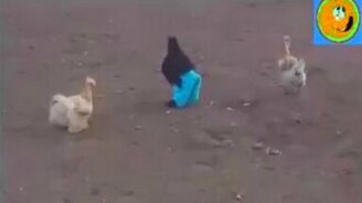 Чёрный петух в бирюзовых штанах - смотреть видео (1:00)