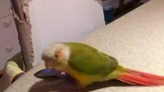 Где моя большая ложка? - смотреть видео (0:30)