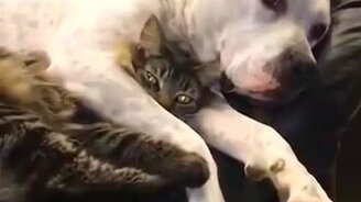 Сладкая парочка - смотреть видео (0:28)