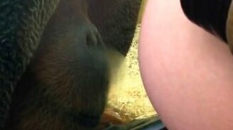 Живот беременной и орангутан - смотреть видео (1:11)