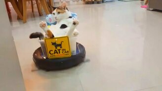 Кот катается на пылесосе - смотреть видео (2:57)