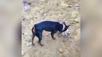 Собака как горный козлик - смотреть видео (0:20)