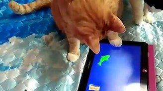 Кот рыбачит на планшете - смотреть видео (0:57)