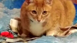 Котик-ворюга - смотреть видео (0:38)