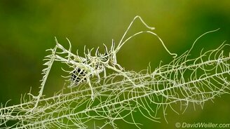 Необыкновенный кузнечик - смотреть видео (1:05)