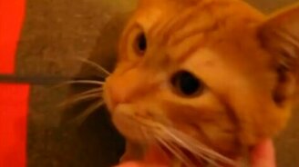 Коты встречают людей - смотреть видео (3:36)