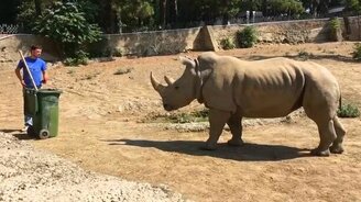 Человек запугивает носорога - смотреть видео (0:20)