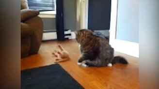 23 кошки, которые подарят вам позитив - смотреть видео (1:33)