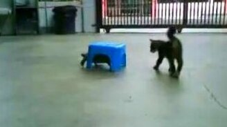 Котёнок и черепаха - смотреть видео (0:51)