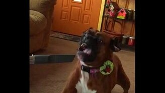 Пёс против потока воздух из пылесоса - смотреть видео (0:30)