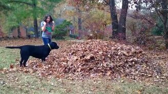 Собаки против осенних листьев - смотреть видео (1:28)