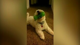 Пёс подпевает пищалке - смотреть видео (0:30)