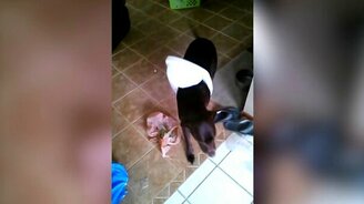 Когда питомцы шкодничают - смотреть видео (2:32)