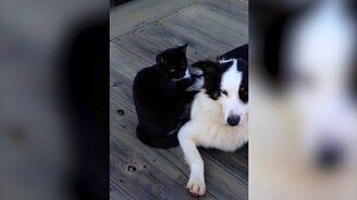 Отдыхающая парочка - смотреть видео (0:34)