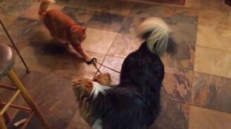 Невольный проводник - смотреть видео (0:34)