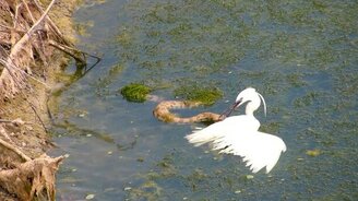 Цапля против гадюки - смотреть видео (7:16)