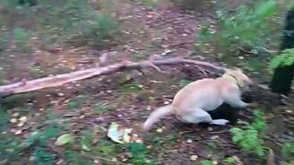 Не сдающийся пёс - смотреть видео (0:10)