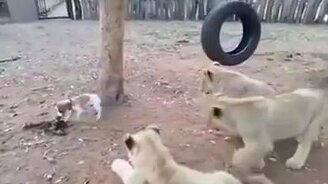 Собачонка гоняет львят - смотреть видео (0:34)