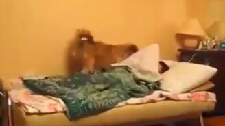 Собаки будят ото сна - смотреть видео (1:43)