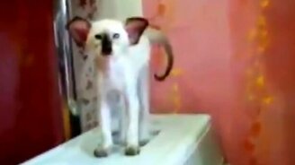 Чудной котёнок - смотреть видео (1:55)