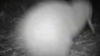 Чем занимается киви по ночам - смотреть видео (0:15)