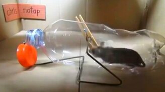 Гениальная мышеловка из пластиковой бутылки  (которая работает) - смотреть видео (1:23)