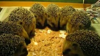 Дружная трапеза ежей - смотреть видео (0:37)